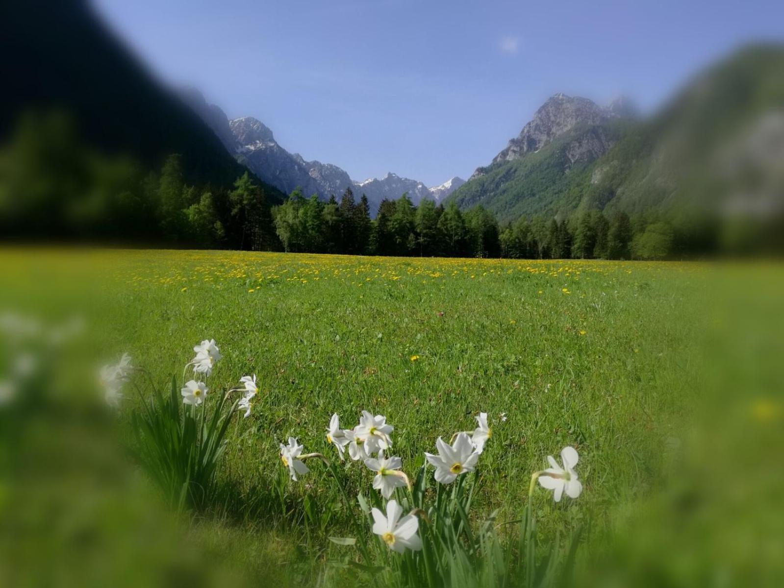 Turisticna Kmetija Psnak Lägenhet Mojstrana Exteriör bild