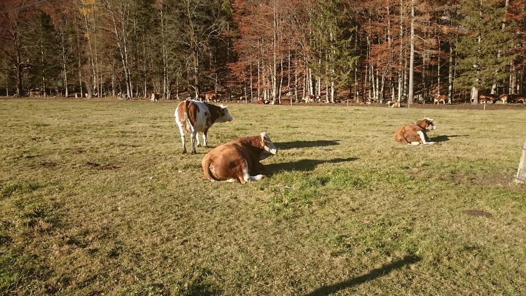 Turisticna Kmetija Psnak Lägenhet Mojstrana Exteriör bild