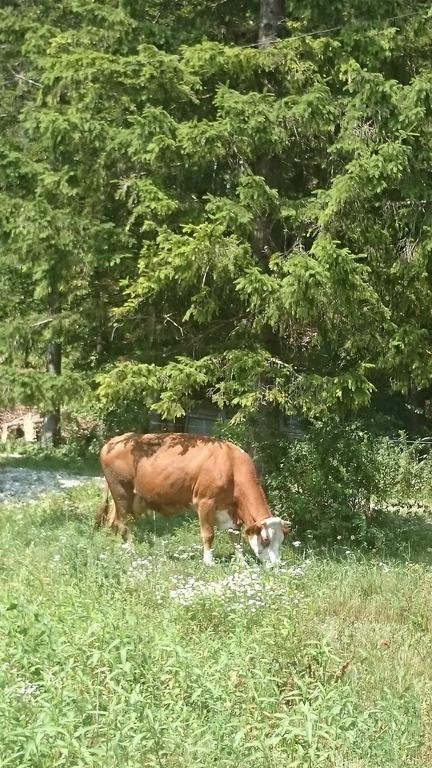 Turisticna Kmetija Psnak Lägenhet Mojstrana Exteriör bild