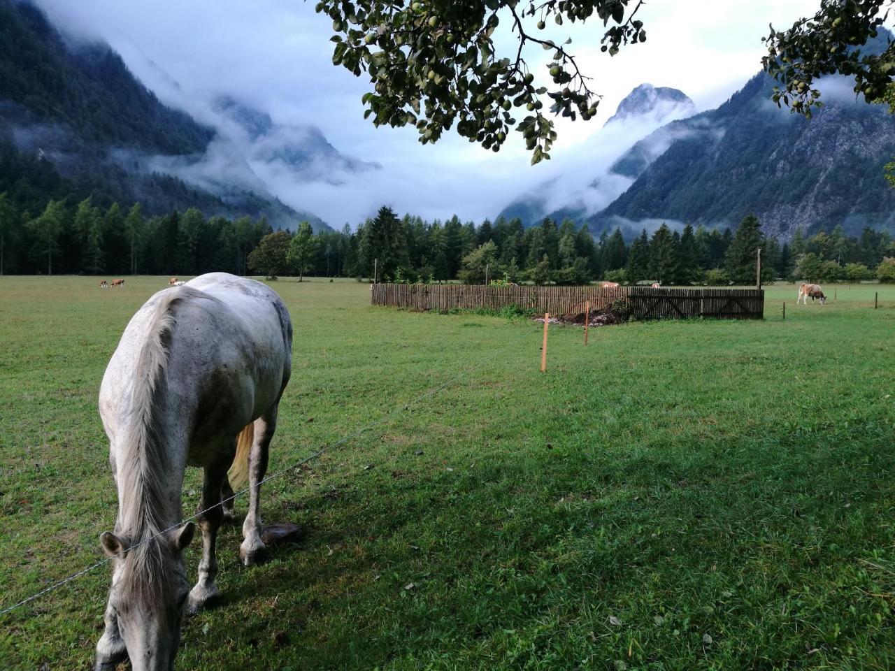 Turisticna Kmetija Psnak Lägenhet Mojstrana Exteriör bild