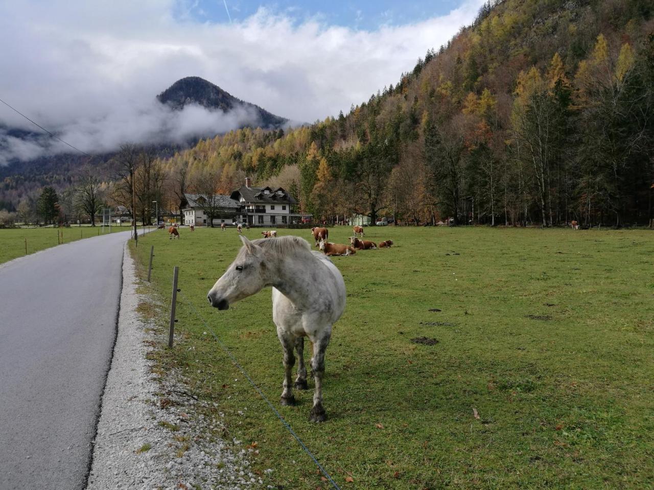 Turisticna Kmetija Psnak Lägenhet Mojstrana Exteriör bild